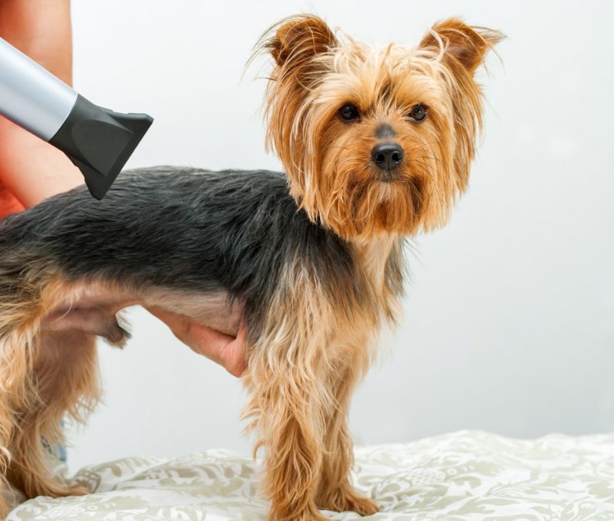 Peluquería: Servicios de Clínica Veterinaria Parque Aluche Peluquería: Servicios de Clínica Veterinaria Parque Aluche