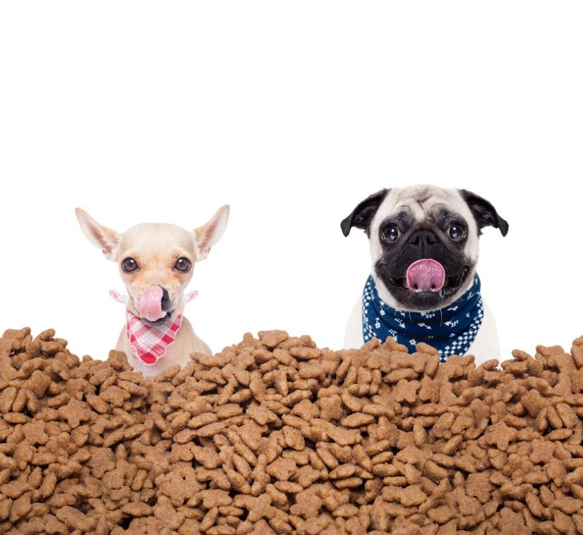 Alimentación: Servicios de Clínica Veterinaria Parque Aluche Alimentación: Servicios de Clínica Veterinaria Parque Aluche