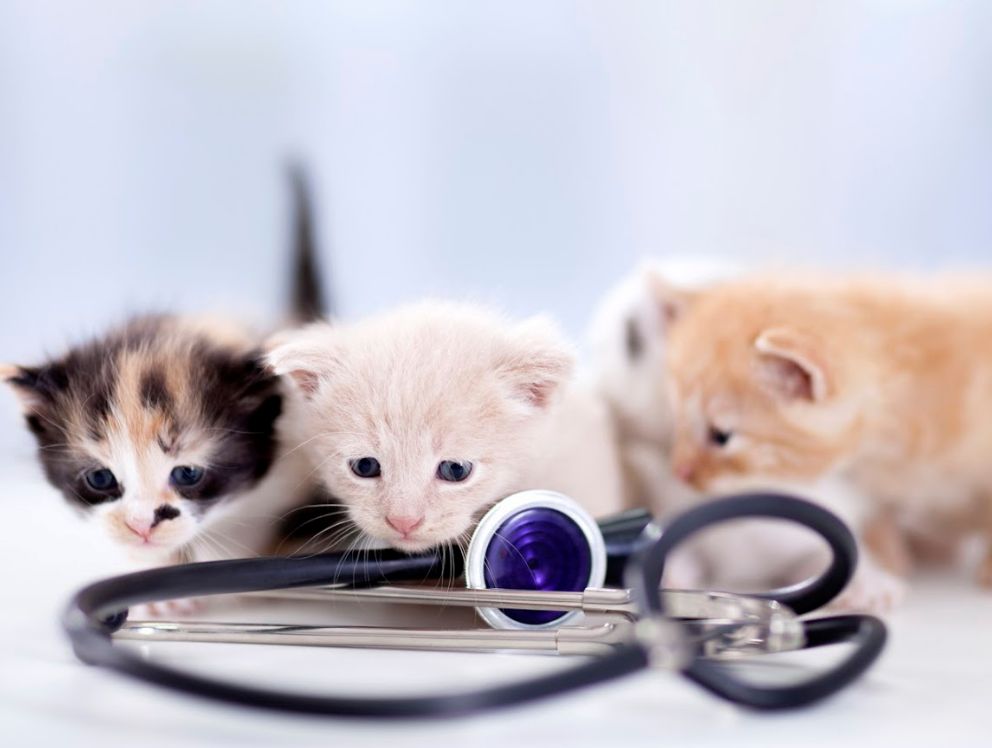 Cardiología: Servicios de Clínica Veterinaria Parque Aluche Cardiología: Servicios de Clínica Veterinaria Parque Aluche