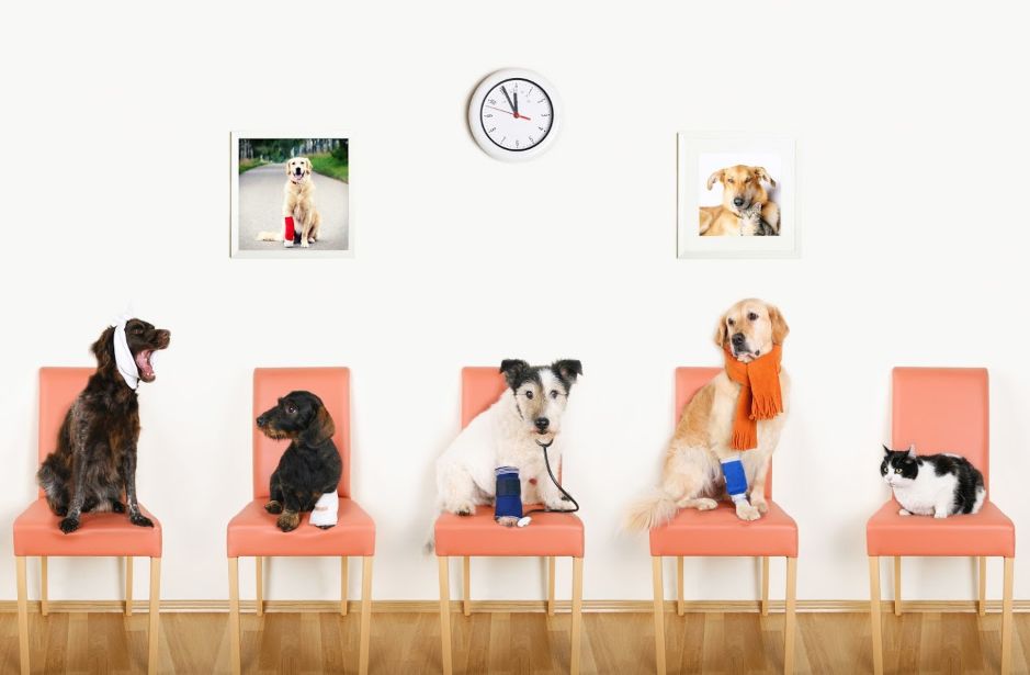Consultas generales: Servicios de Clínica Veterinaria Parque Aluche Consultas generales: Servicios de Clínica Veterinaria Parque Aluche