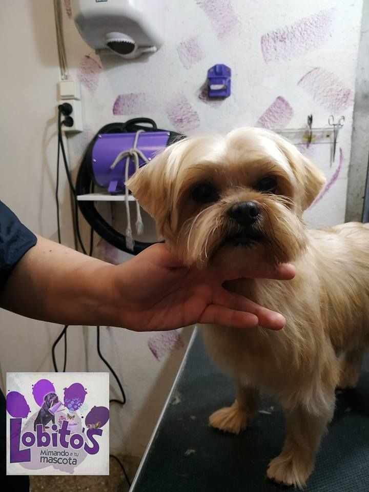 Peluquería canina: Servicios de Lobito's Peluquería Canina Peluquería canina: Servicios de Lobito's Peluquería Canina