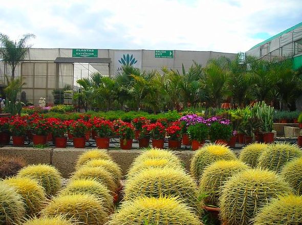 Plantas de exterior. Cactus y suculentas. Variedad de palmeras Plantas de exterior. Cactus y suculentas. Variedad de palmeras