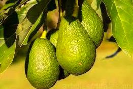 Árbol de aguacate Árbol de aguacate
