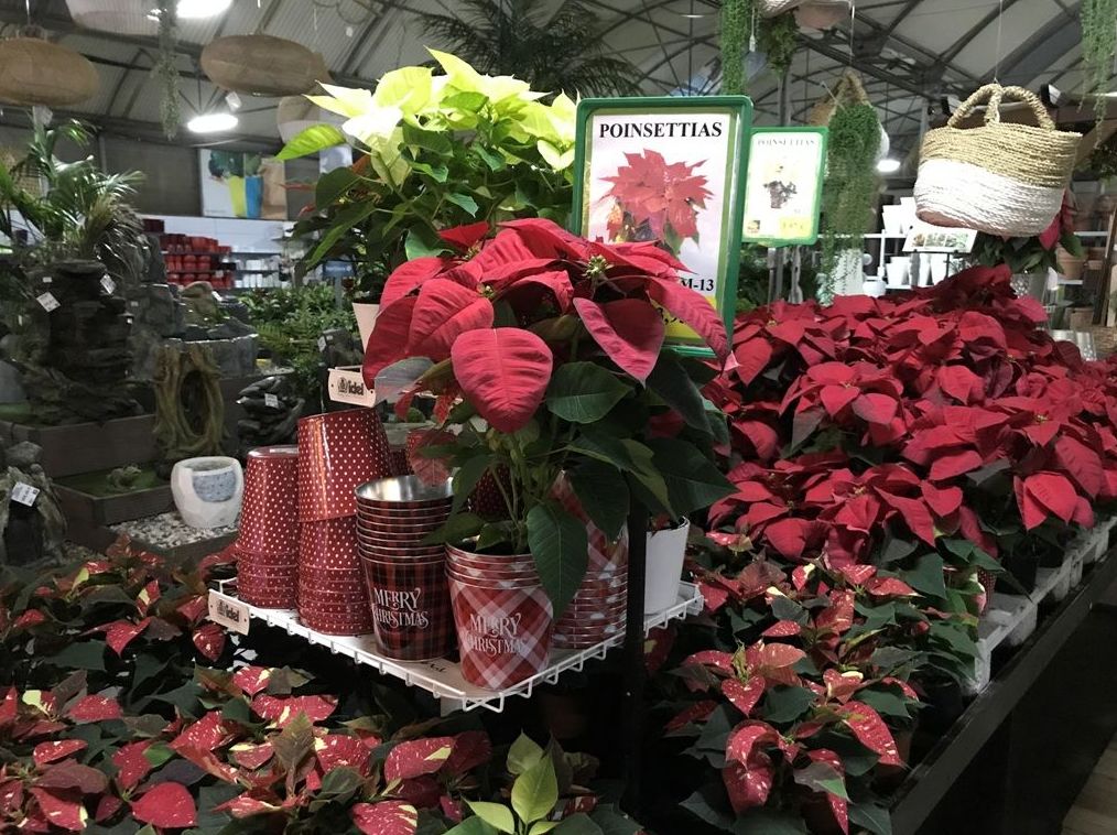 Navidad 2019: Productos y servicios de Jardeco Navidad 2019: Productos y servicios de Jardeco