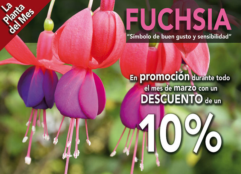 Planta del mes: Productos y servicios de Jardeco Planta del mes: Productos y servicios de Jardeco