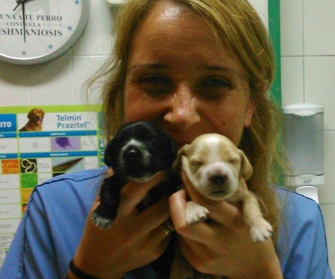 Microchips: Servicios de Clínica Veterinaria Ricardo Díez Reyero Microchips: Servicios de Clínica Veterinaria Ricardo Díez Reyero