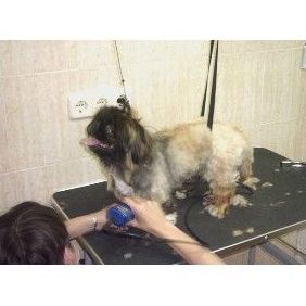 Peluquería: Catálogo de Clínica Veterinaria Pereña Peluquería: Catálogo de Clínica Veterinaria Pereña