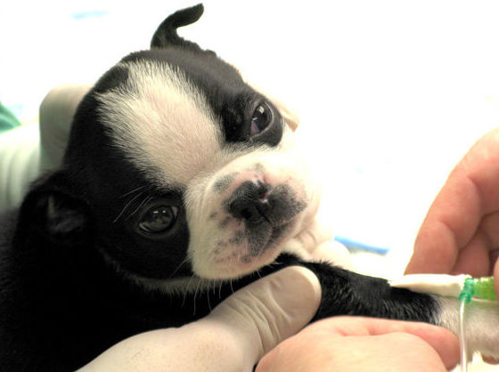 Análisis: Catálogo de Clínica Veterinaria Pereña Análisis: Catálogo de Clínica Veterinaria Pereña