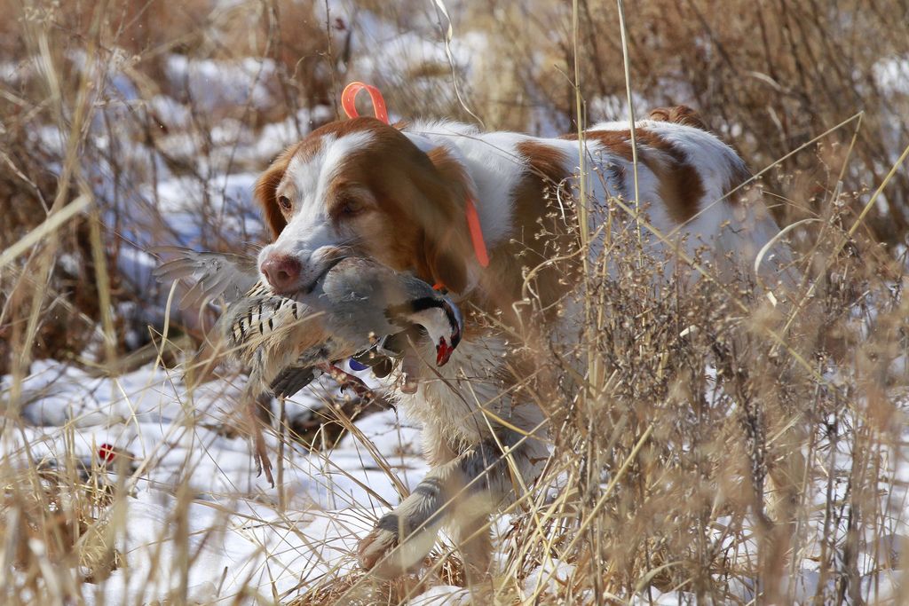 Cotos de caza menor en Ciudad Real: mejores razas de perros de caza