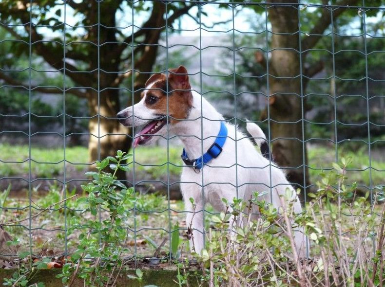 Alimentación: Servicios de Errekagane Residencia Canina Alimentación: Servicios de Errekagane Residencia Canina
