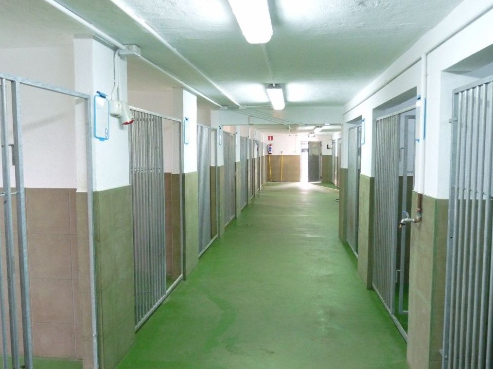 Higiene: Servicios de Errekagane Residencia Canina Higiene: Servicios de Errekagane Residencia Canina