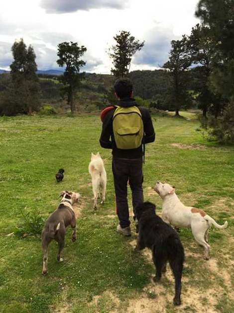 Servicio de paseo de perros Servicio de paseo de perros