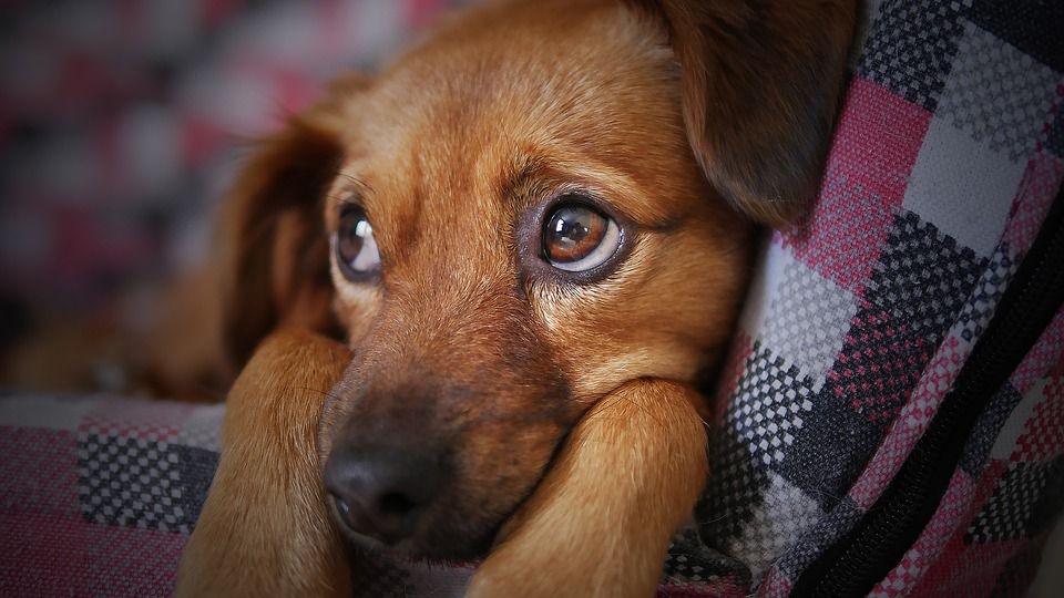Residencia para mascotas: Servicios de Errekagane Residencia Canina Residencia para mascotas: Servicios de Errekagane Residencia Canina