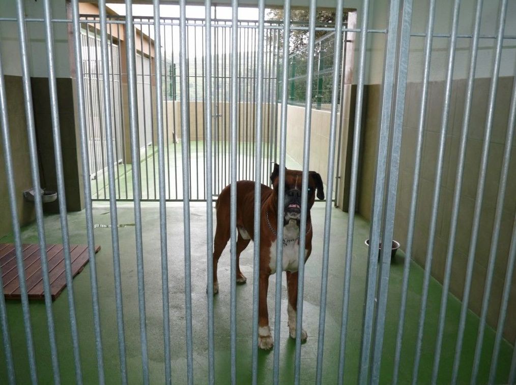 Tratamientos: Servicios de Errekagane Residencia Canina Tratamientos: Servicios de Errekagane Residencia Canina