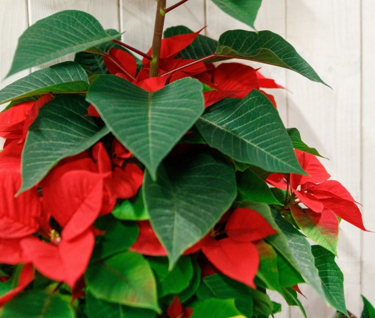 La Poisenttia vuelve a casa en Navidad. La Euphorbia pulcherrima es la
