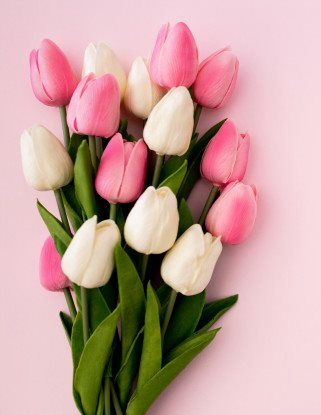 Sabías que en el siglo XVII los tulipanes eran más valiosos que el mismo  oro, esta flor simboliza la inmortalidad y el amor.