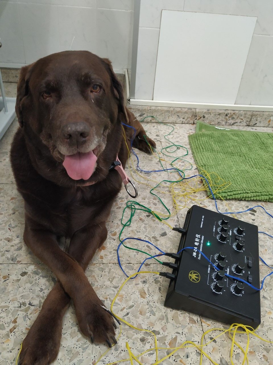 Servicio de acupuntura: Servicios de Clínica Veterinaria Dog And Cat Servicio de acupuntura: Servicios de Clínica Veterinaria Dog And Cat