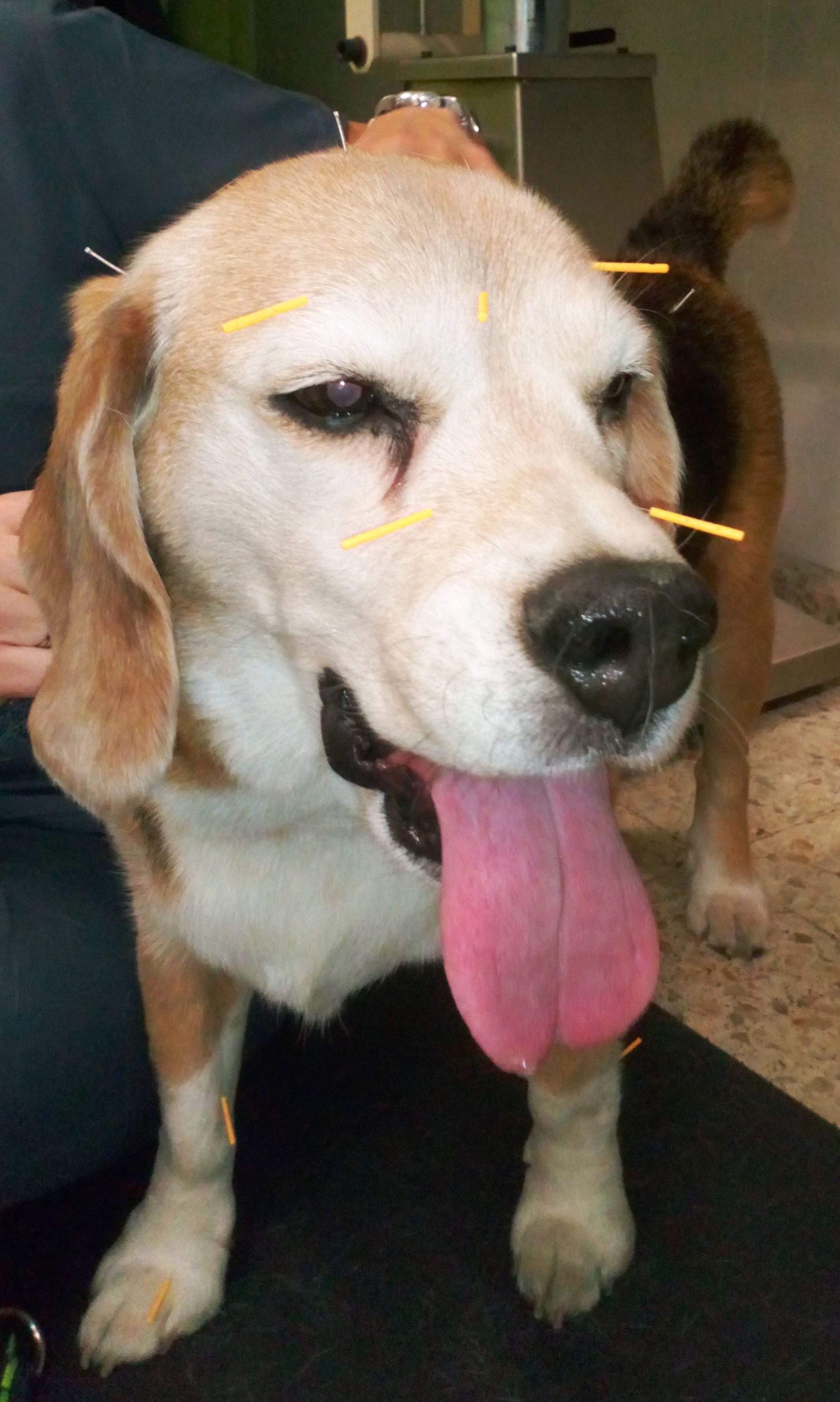Servicio de acupuntura: Servicios de Clínica Veterinaria Dog And Cat Servicio de acupuntura: Servicios de Clínica Veterinaria Dog And Cat