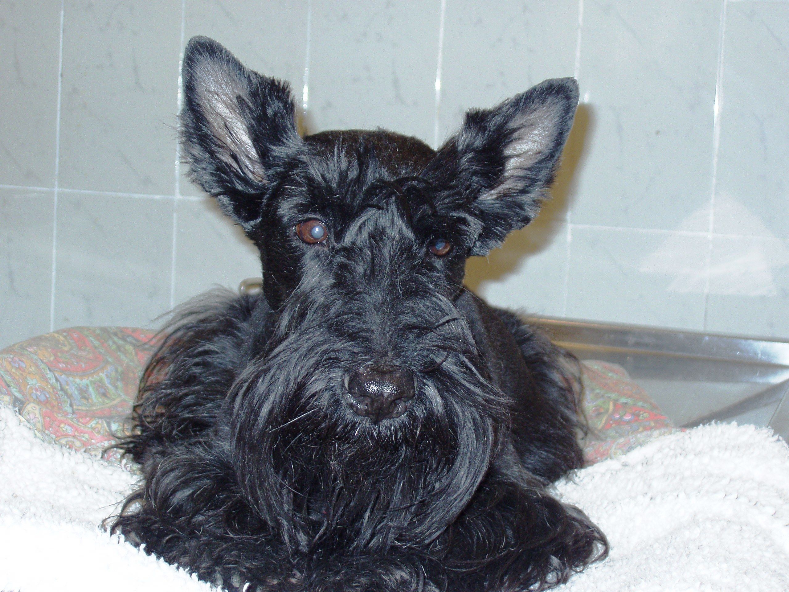 Medicina veterinaria preventiva: Servicios de Clínica Veterinaria Dog And Cat Medicina veterinaria preventiva: Servicios de Clínica Veterinaria Dog And Cat