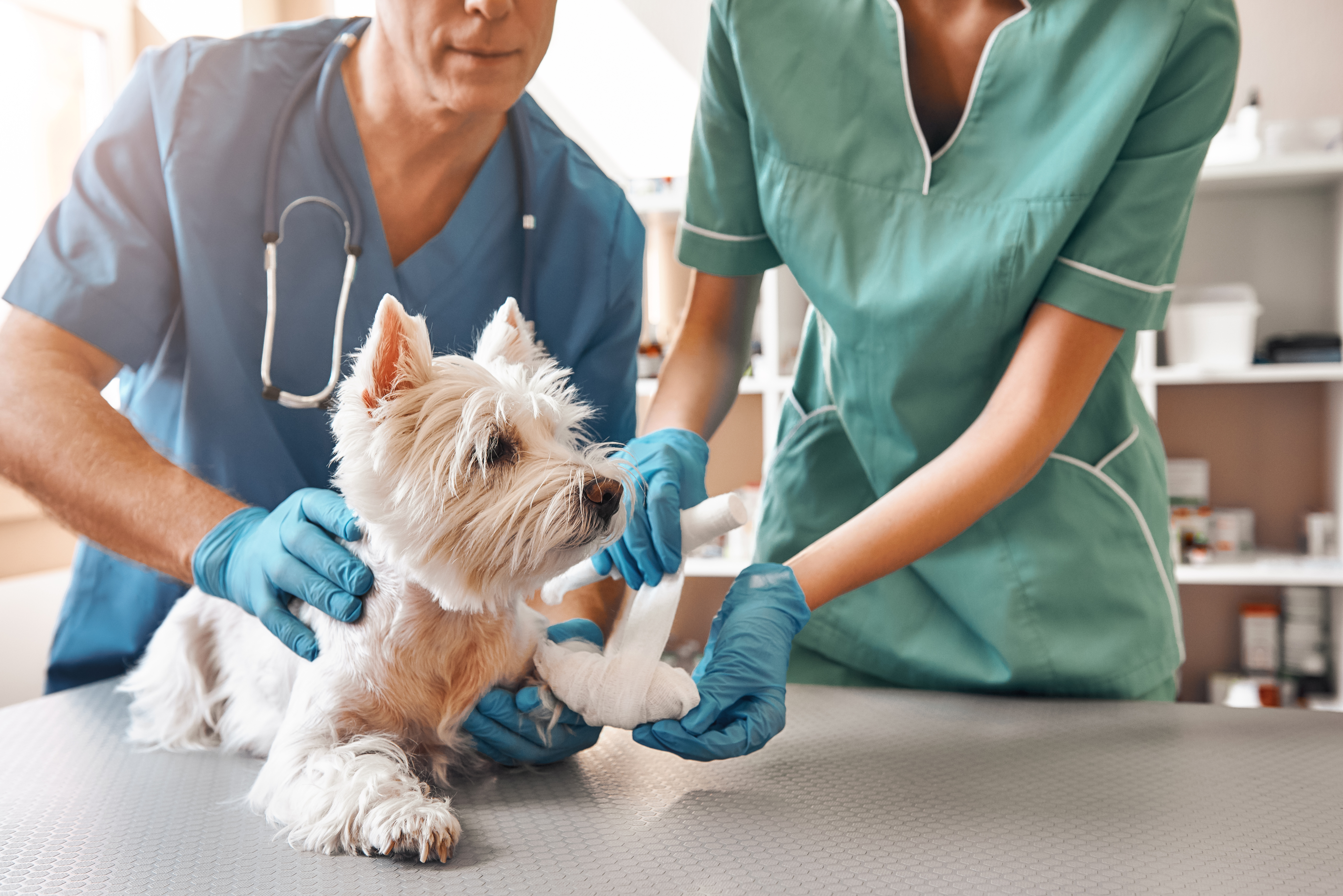 Traumatología veterinaria: Servicios de Clínica Veterinaria Ntra. Sra. De Begoña