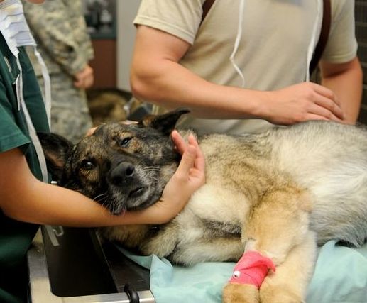 Urgencias 24 horas: Servicios de Clínica Veterinaria Plutos Urgencias 24 horas: Servicios de Clínica Veterinaria Plutos