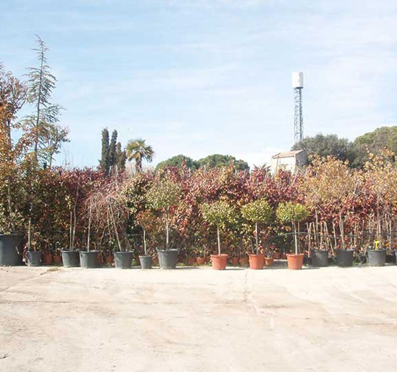 Vivero en Navalcarnero Vivero en Navalcarnero