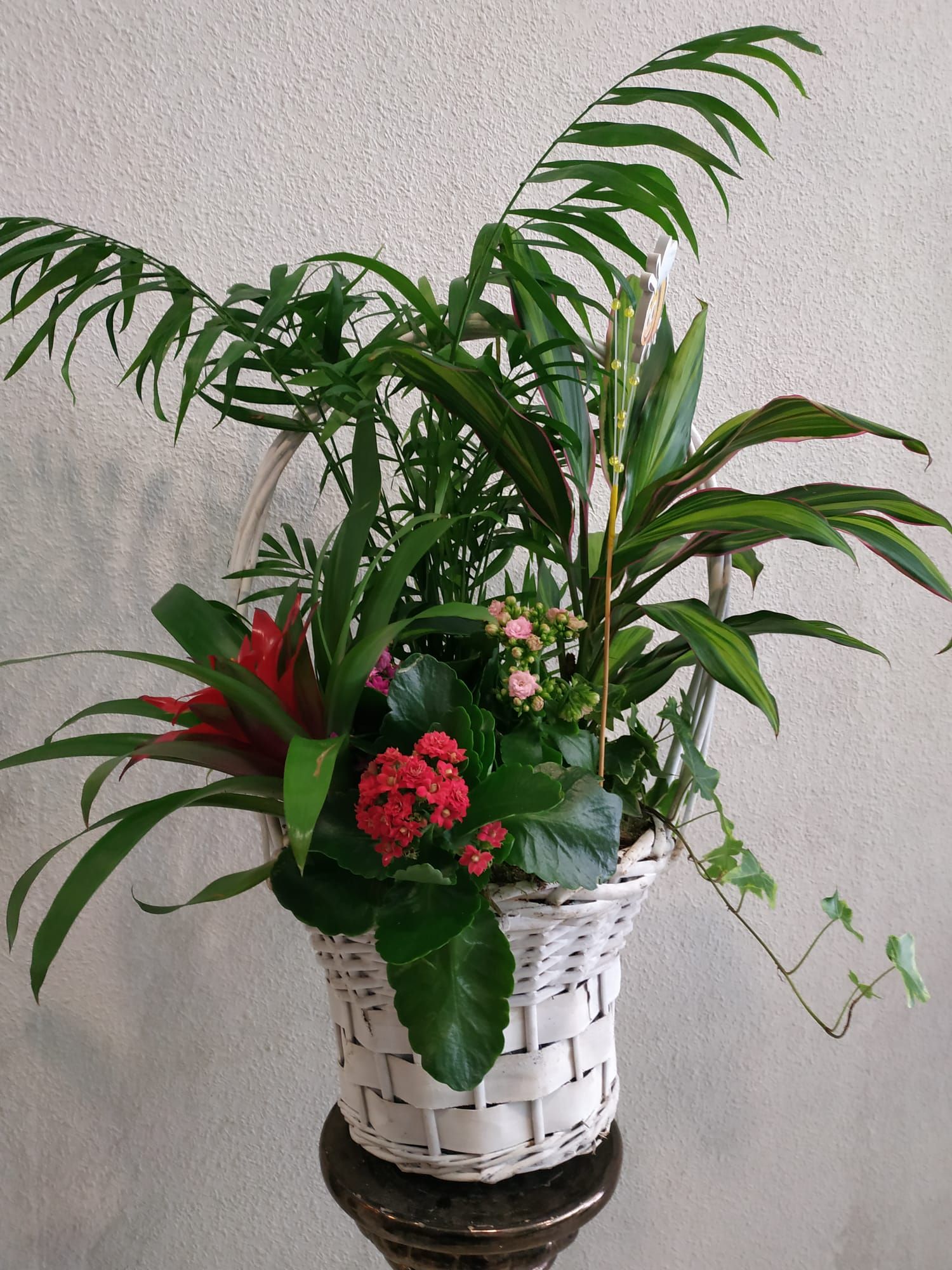 Arreglos de plantas: Productos y servicios de Floristas San Isidro José Arreglos de plantas: Productos y servicios de Floristas San Isidro José