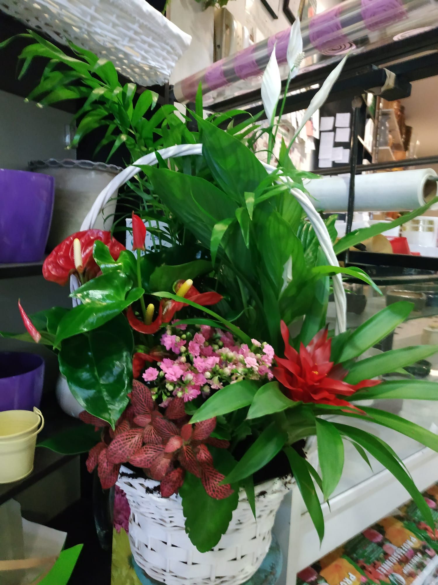 Arreglos de plantas: Productos y servicios de Floristas San Isidro José Arreglos de plantas: Productos y servicios de Floristas San Isidro José