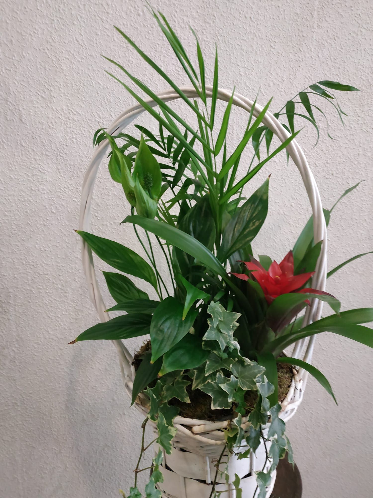 Arreglos de plantas: Productos y servicios de Floristas San Isidro José Arreglos de plantas: Productos y servicios de Floristas San Isidro José