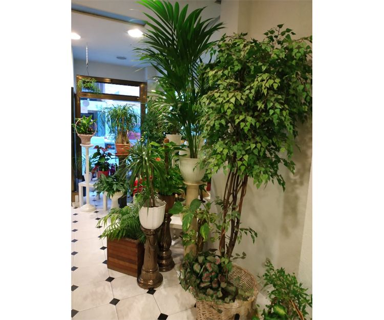 Plantas de interior y exterior en Madrid