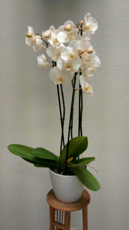 Orquídeas blancas