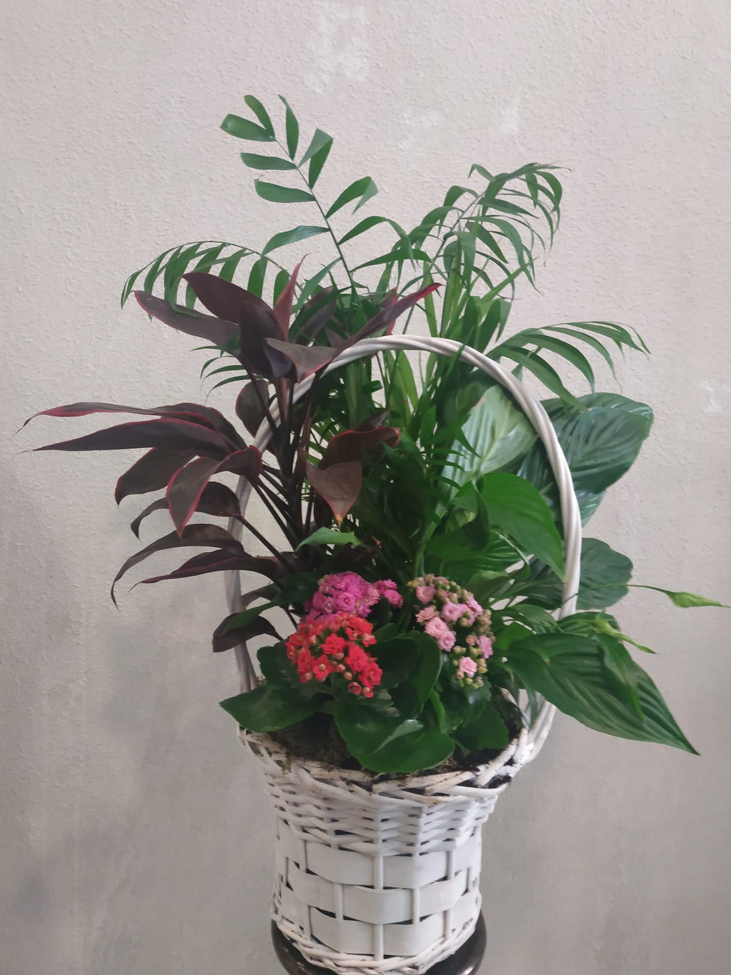 Arreglos de plantas: Productos y servicios de Floristas San Isidro José Arreglos de plantas: Productos y servicios de Floristas San Isidro José