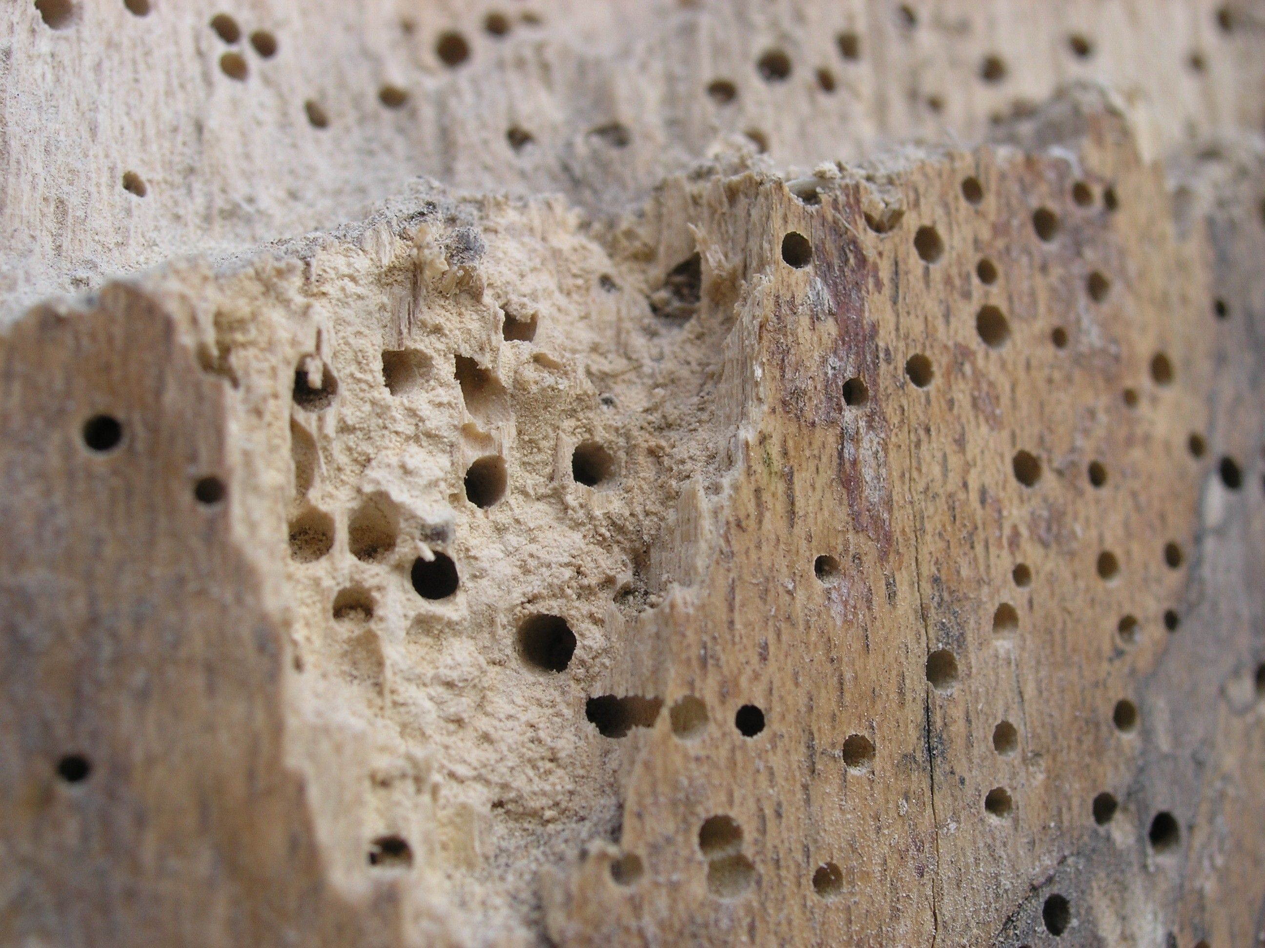 Tratamientos de la madera, termitas o carcomas en Las Palmas