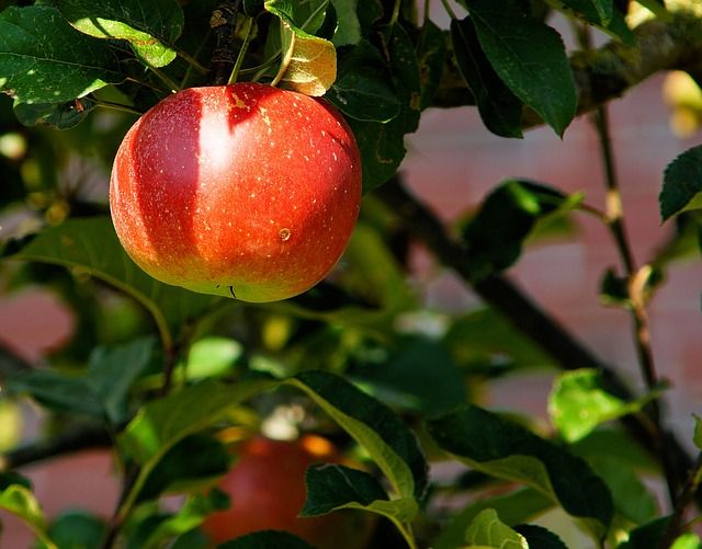 Distribuidor de frutas y verduras en Madrid: del campo a 