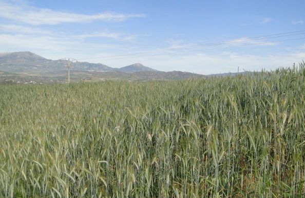 Coín – Terreno Rustico / Ref.- ID-R2639570: Inmuebles de DreaMarbella Real Estate Coín – Terreno Rustico / Ref.- ID-R2639570: Inmuebles de DreaMarbella Real Estate