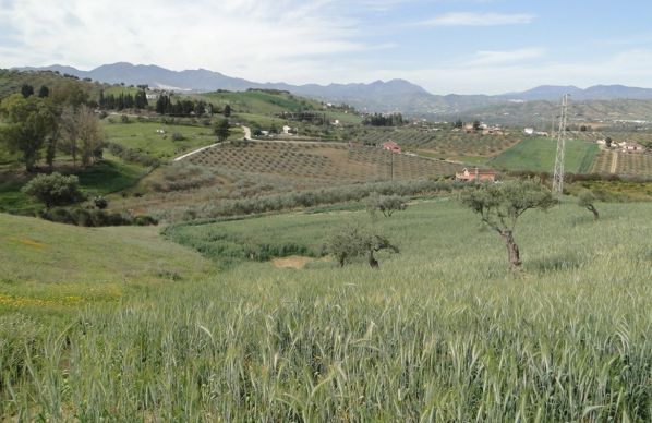 Coín – Terreno Rustico / Ref.- ID-R2639570: Inmuebles de DreaMarbella Real Estate Coín – Terreno Rustico / Ref.- ID-R2639570: Inmuebles de DreaMarbella Real Estate