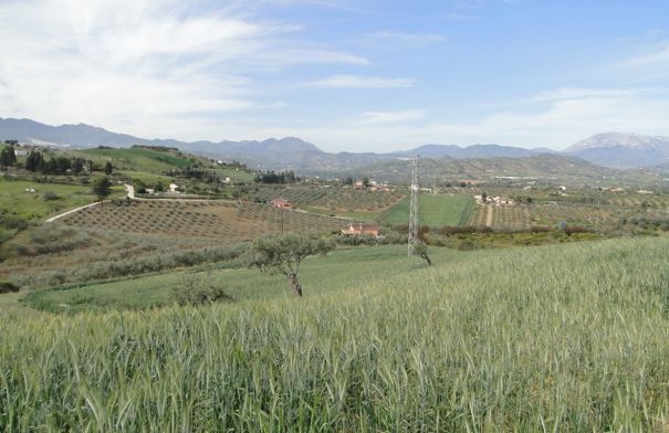Coín – Terreno Rustico / Ref.- ID-R2639570: Inmuebles de DreaMarbella Real Estate Coín – Terreno Rustico / Ref.- ID-R2639570: Inmuebles de DreaMarbella Real Estate