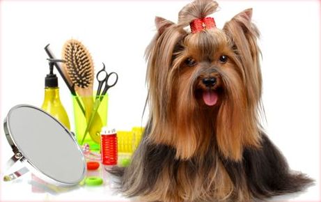 Peluquería canina-felina Arrecife Peluquería canina-felina Arrecife