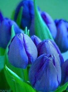 Tulipán azul: Flores de Floristería Rosas Rojas