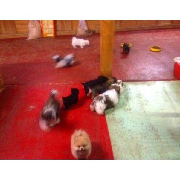 Cuidados de animales: Servicios de Villa Halcón Cuidados de animales: Servicios de Villa Halcón
