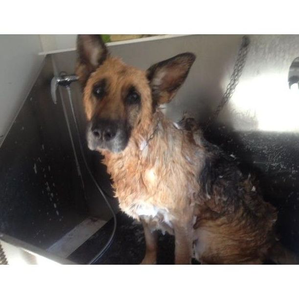 Peluquería canina: Servicios de Villa Halcón Peluquería canina: Servicios de Villa Halcón