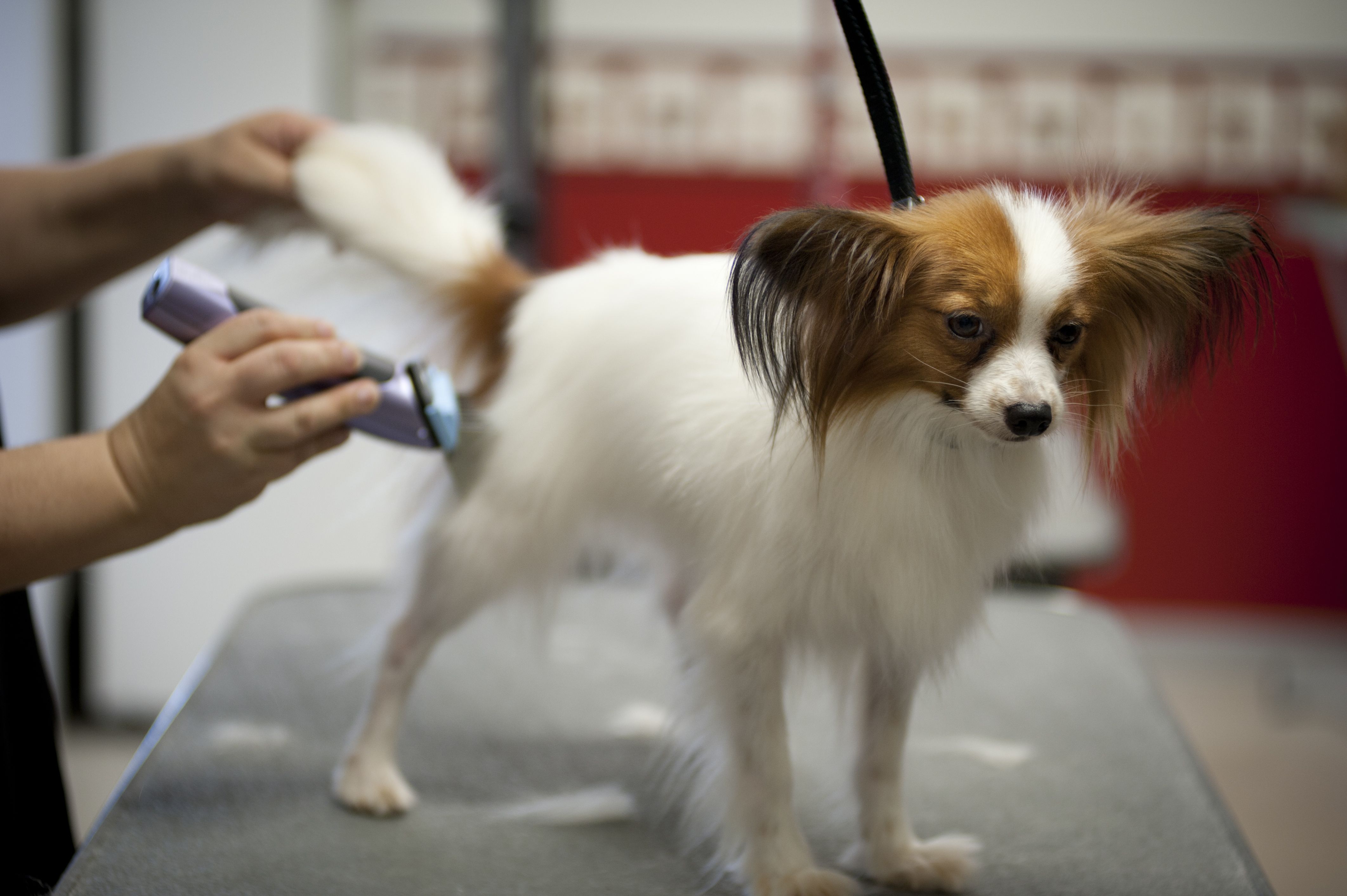 Peluquería canina y felina: Servicios de Centro Veterinario de Aldea Peluquería canina y felina: Servicios de Centro Veterinario de Aldea