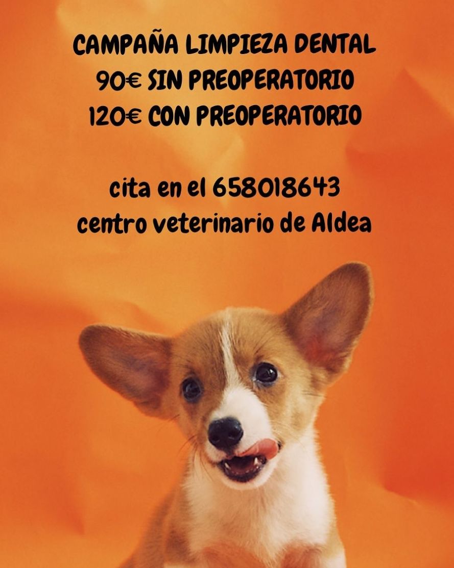 Campañas: Servicios de Centro Veterinario de Aldea Campañas: Servicios de Centro Veterinario de Aldea