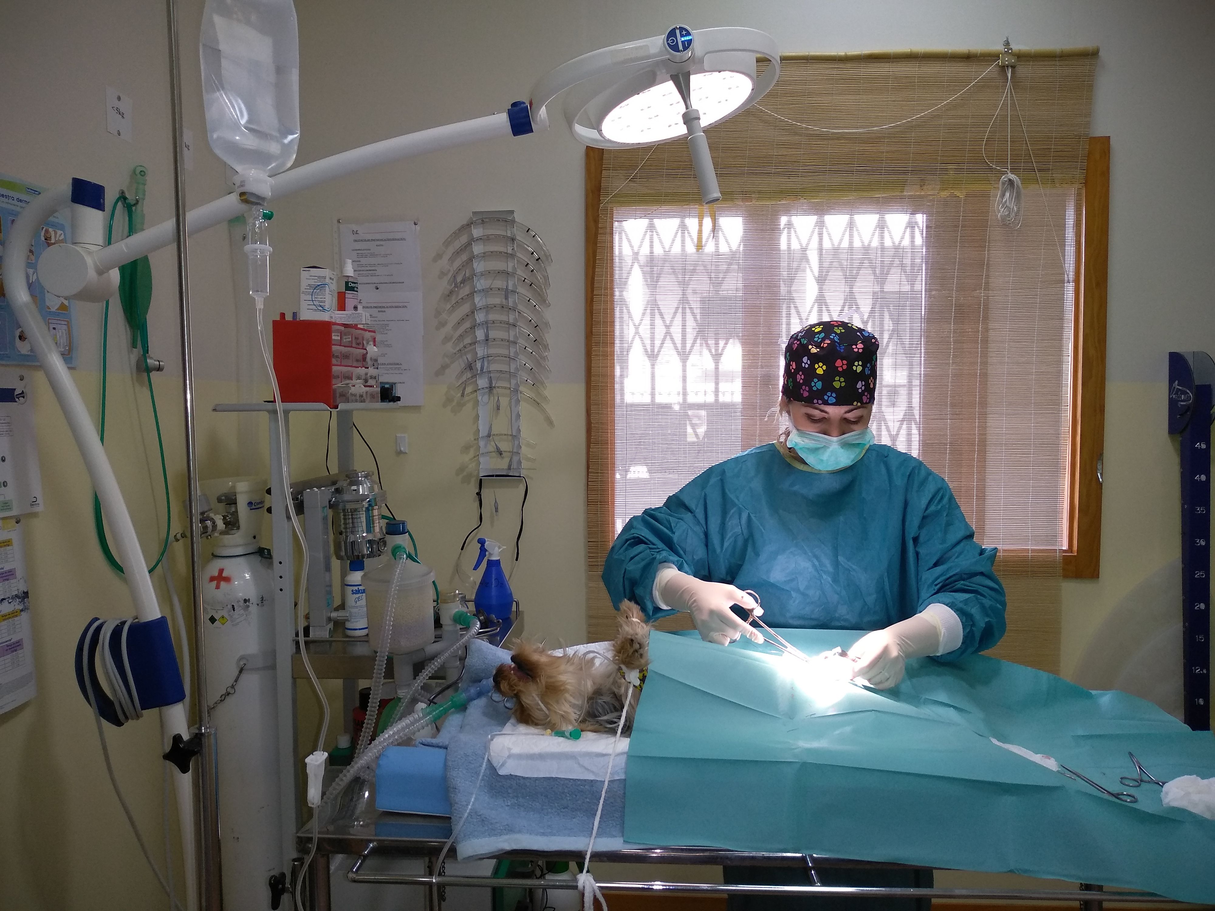 Cirugía básica: Servicios de Centro Veterinario de Aldea Cirugía básica: Servicios de Centro Veterinario de Aldea