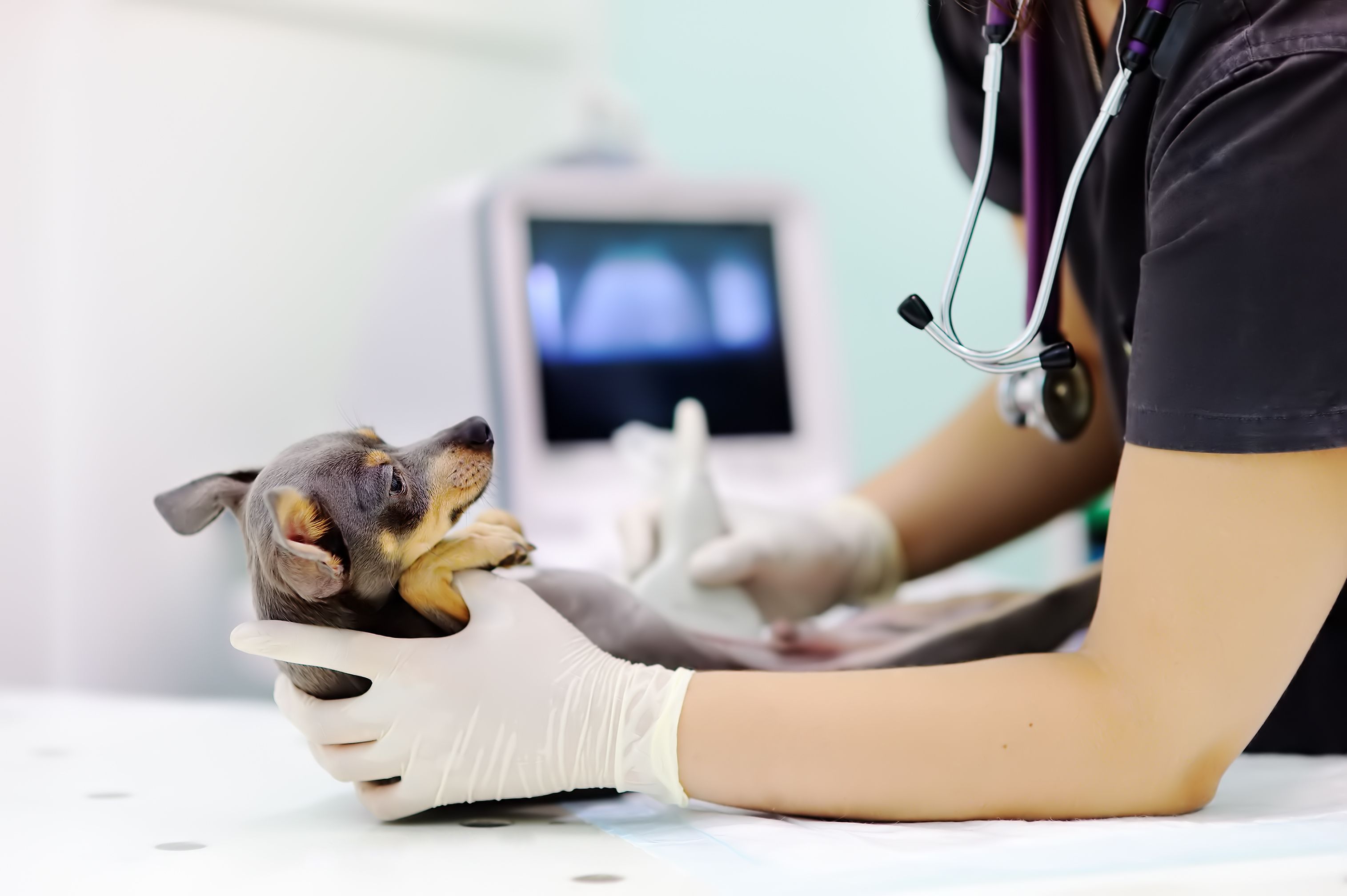 Ecografía y ecocardiografía: Servicios de Centro Veterinario de Aldea Ecografía y ecocardiografía: Servicios de Centro Veterinario de Aldea
