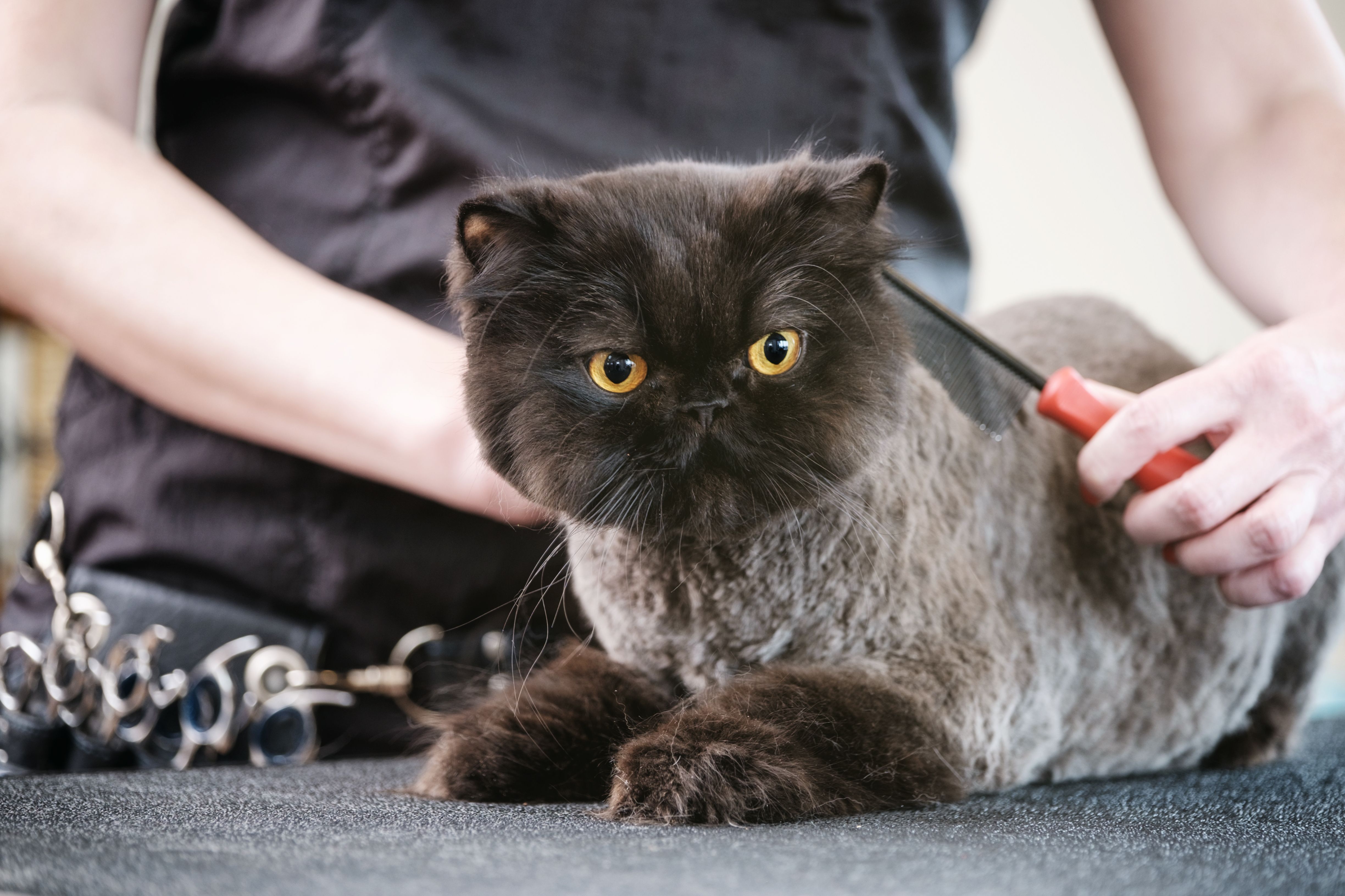 Peluquería canina y felina: Servicios de Centro Veterinario de Aldea Peluquería canina y felina: Servicios de Centro Veterinario de Aldea