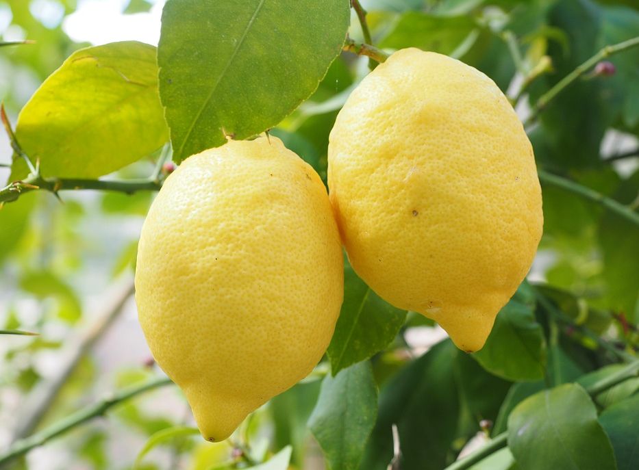 Injertos de árboles frutales y cítricos: Servicios de Agrojove Injertos de árboles frutales y cítricos: Servicios de Agrojove