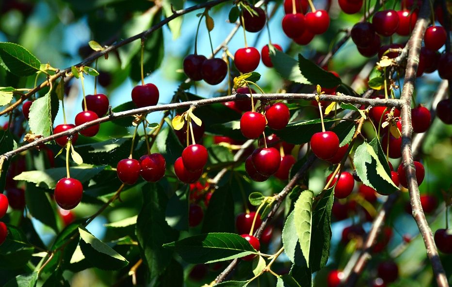 Poda de árboles frutales: Servicios de Agrojove Poda de árboles frutales: Servicios de Agrojove