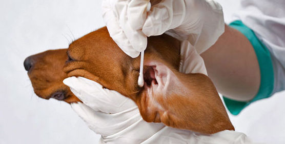 Peluquería canina Peluquería canina