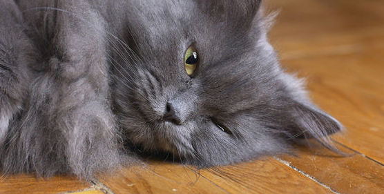 Ecografía abdominal veterinaria Ecografía abdominal veterinaria